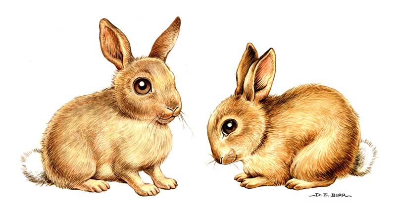 Brown bunnies painted childrens illustration