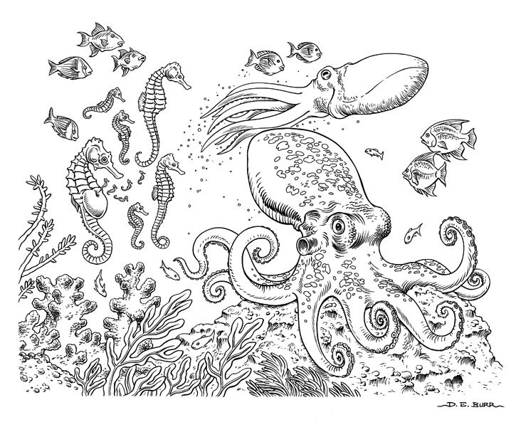 Octupus and seahorses line art illustration